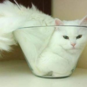 Meet your Posher, Daisy